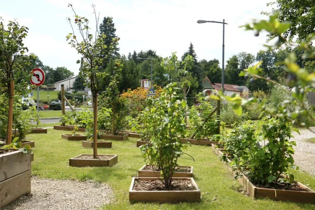 Ein Gartenbereich mit mehreren Pflanzen in Holzkisten auf einer Wiese, umgeben von Bäumen und einer Straßenlaterne, mit einem Stoppschild und Gebäuden im Hintergrund.