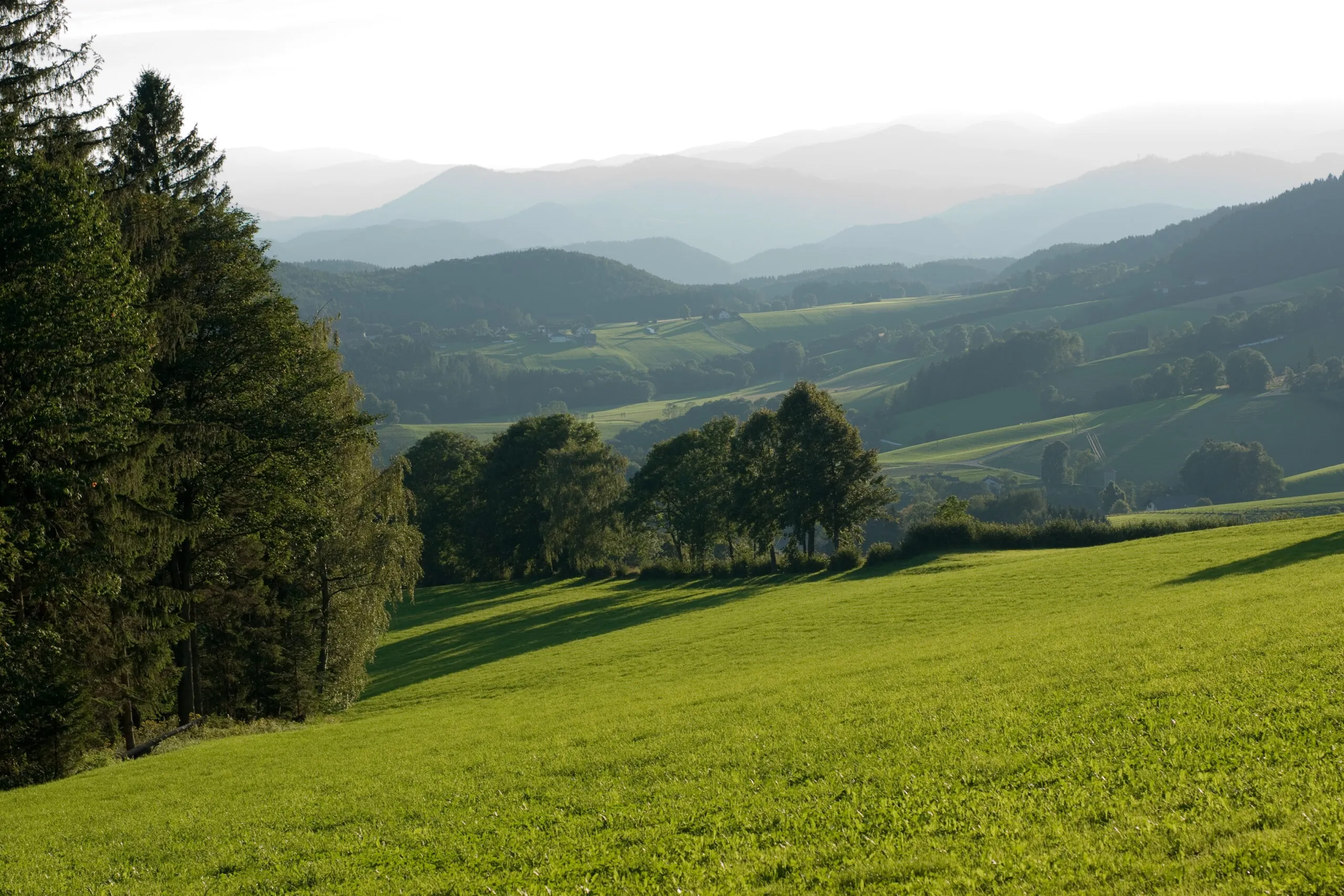 Ein Panoramablick auf ein üppig grünes Tal mit Bäumen und Bergen im Hintergrund. Der Himmel ist klar und hell.