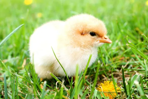 Ein kleines, flauschiges Küken mit hellbraunen Federn und einem gelben Schnabel steht in einem Grasfeld.