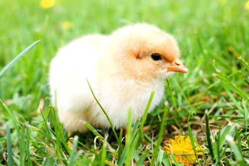 Ein kleines, flauschiges Küken mit hellbraunen Federn und einem gelben Schnabel steht in einem Grasfeld.