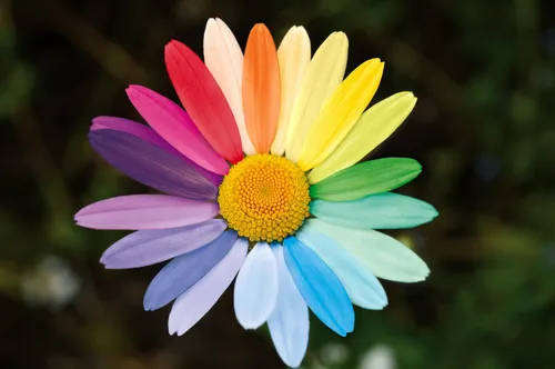 Eine Nahaufnahme einer Gänseblümchen-Blume mit bunten Blütenblättern in Rot, Orange, Gelb, Grün, Blau, Indigo und Violett. Die Mitte ist gelb mit kleinen gelben Punkten.