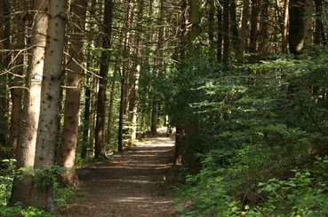 Ein schmaler, schattierter Pfad schlängelt sich durch einen dichten Wald, umgeben von hohen Bäumen und üppiger Grünfläche.