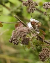 Animal, Insect, Invertebrate, Mantis, Bee, Wasp, Flower, Plant