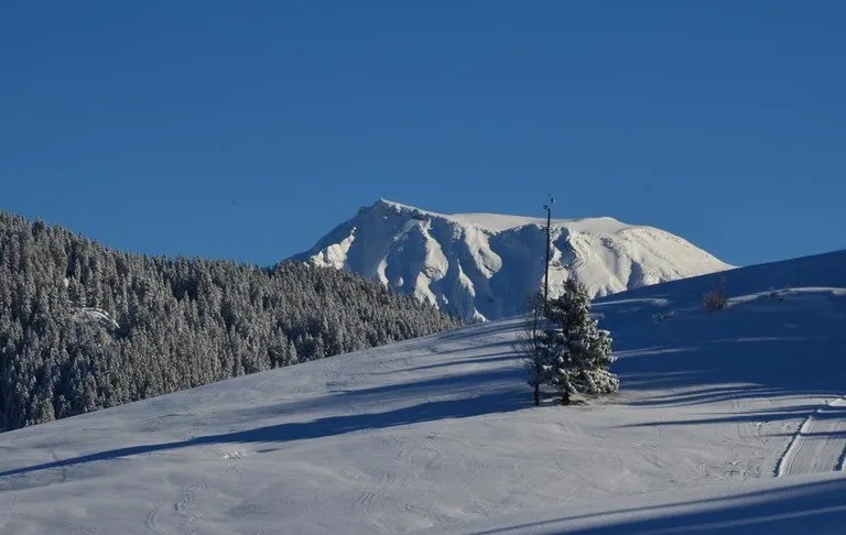 Verschneite Berglandschaft mit Kiefern und Spuren auf dem Boden unter einem klaren blauen Himmel.
