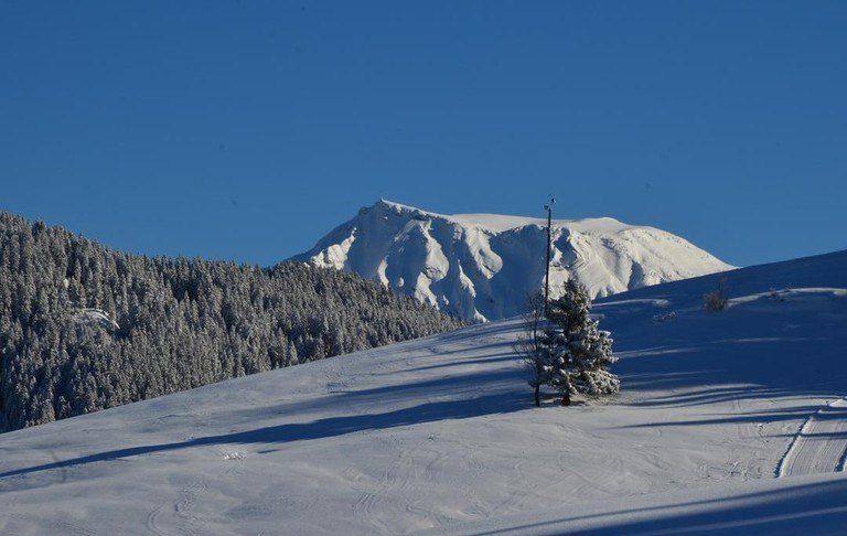 Verschneite Berglandschaft mit Kiefern und Spuren auf dem Boden unter einem klaren blauen Himmel.