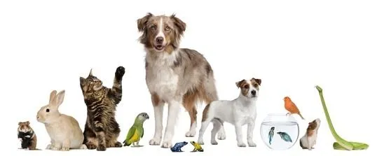 Animal, Mammal, Rabbit, Canine, Dog, Pet, Bird, Cat, Rat, Rodent
