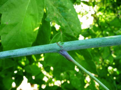 Bild enthält, Leaf, Plant, Vegetation, Animal