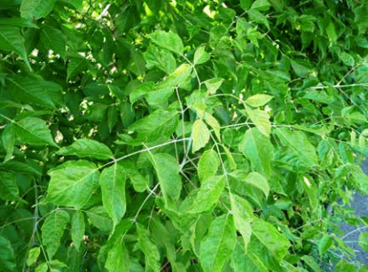 Bild enthält, Leaf, Plant, Vegetation, Tree, Vine, Ivy