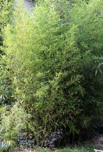 Bild enthält, Plant, Vegetation, Fence, Hedge, Bamboo, Tree