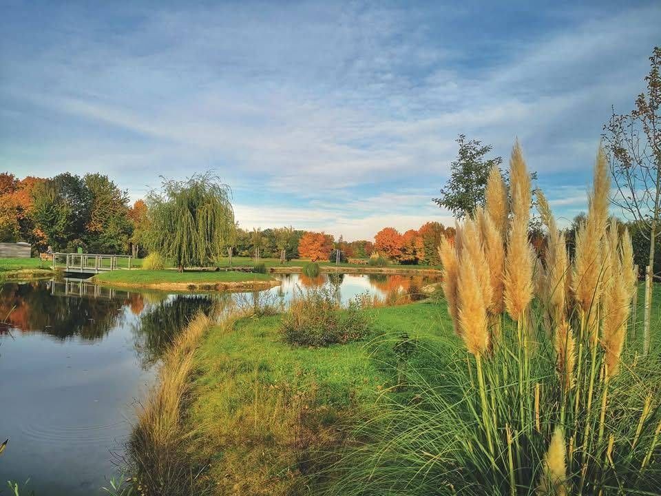  Abschnitt Bild: Ein ruhiger Teich, umgeben von hohem Gras, mit einer Brücke, Bäumen und einem blauen Himmel mit Wolken.