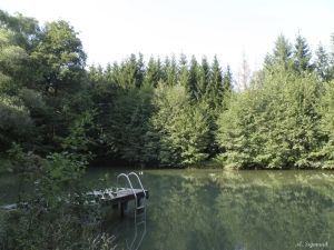 Ein ruhiger See mit einem Holzsteg und einer Leiter. Der See ist von üppigem grünem Laub umgeben, und der Himmel ist klar und hell.