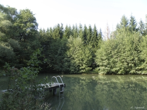Ein ruhiger See mit einem Holzsteg und einer Leiter. Der See ist von üppigem grünem Laub umgeben, und der Himmel ist klar und hell.