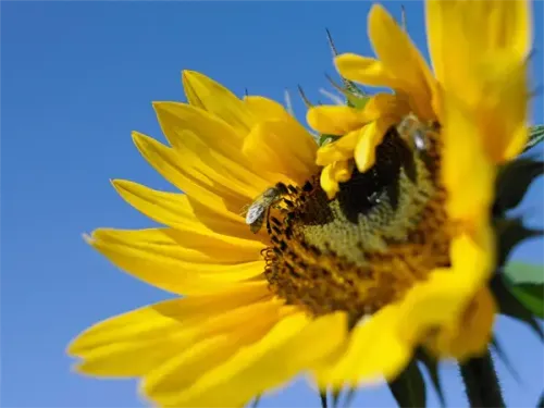 Eine Biene sitzt auf einer Sonnenblume mit gelben Blütenblättern vor einem klaren blauen Himmel.