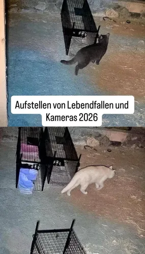 Eine schwarze Katze springt über eine blaue Mauer. Darunter befinden sich zwei Käfige, in die eine weiße Katze hineinläuft. Das Bild hat ein Wasserzeichen, das 'Aufstellen von Lebendfallen und Kameras 2026' lautet.