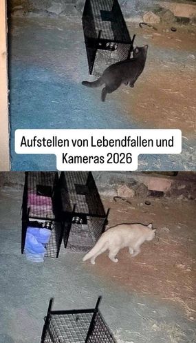 Eine schwarze Katze springt über eine blaue Mauer. Darunter befinden sich zwei Käfige, in die eine weiße Katze hineinläuft. Das Bild hat ein Wasserzeichen, das 'Aufstellen von Lebendfallen und Kameras 2026' lautet.