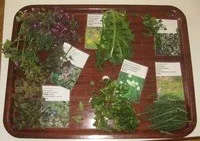 Ein Tablett mit verschiedenen Kräutern und Pflanzen, jeweils mit weißen Etiketten beschriftet, auf einer hölzernen Oberfläche angeordnet.