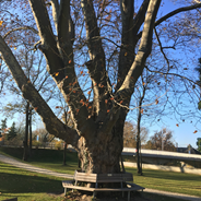 Plant, Tree, Tree Trunk, Oak, Sycamore, Bench, Furniture, Grass