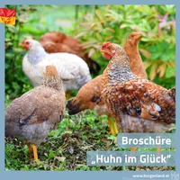 Animal, Bird, Chicken, Fowl, Poultry, Hen