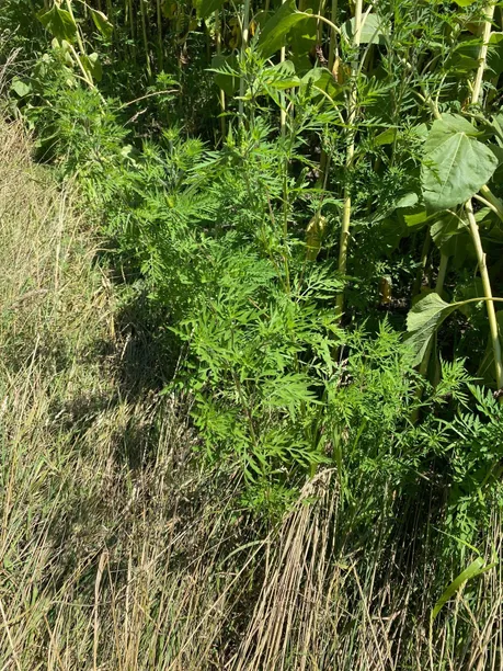 Plant, Vegetation, Herbal, Herbs, Food