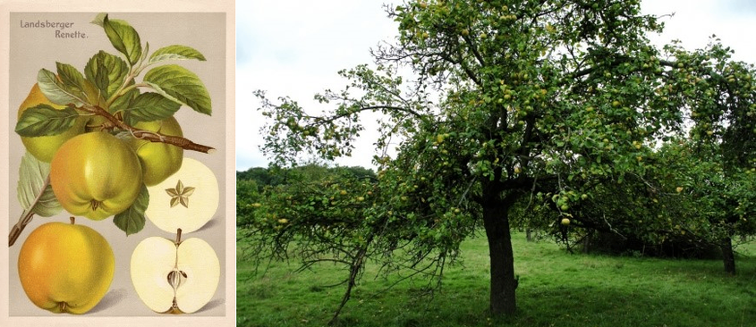 Food, Fruit, Plant, Produce, Pear, Citrus Fruit, Grapefruit, Apple, Vegetation, Quince