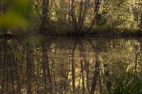 Ein Wald mit hohen Bäumen, die sich auf einem ruhigen See spiegeln. Das Sonnenlicht filtert durch die Blätter.