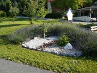 Ein Garten mit einem kleinen Baum, Kies und Lavendelpflanzen. Ein Haus und ein Vogelhaus sind im Hintergrund.