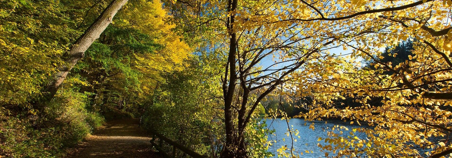 Eine ruhige Herbstszene mit einem See, Bäumen mit gelben Blättern und einem Holzzaun auf der linken Seite.