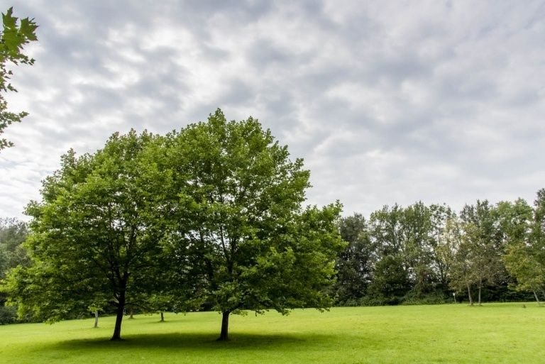 Ein ruhiger Park mit sattgrünem Gras und Bäumen unter einem bewölkten Himmel. Zwei große Bäume dominieren den Vordergrund.