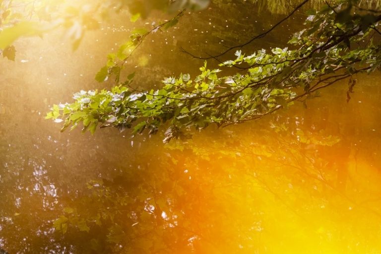 Sonnenlicht durchdringt Blätter und Äste und beleuchtet die Wasseroberfläche mit einem warmen Schein. Das Wasser reflektiert die goldenen Farbtöne und schafft eine ruhige und friedliche Atmosphäre.