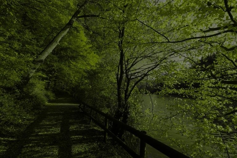 Ein Weg im Wald mit einem Holzzaun auf der rechten Seite, der zu einem Fluss führt. Bäume umgeben den Weg und das Wasser.