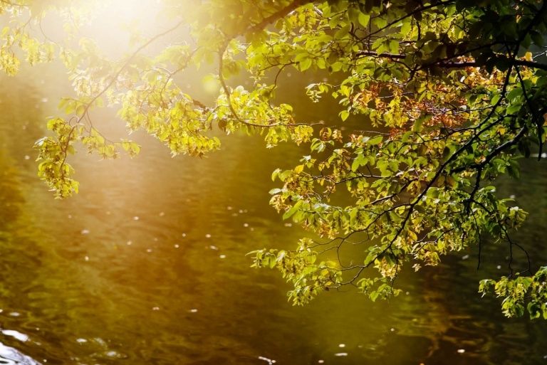 Sonnenlicht sickert durch Baumzweige in einen ruhigen Fluss und wirft ein warmes Licht auf das Wasser und die Blätter.