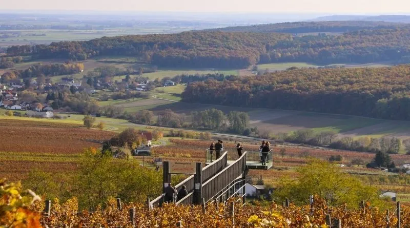 Auf einem Hügel bietet eine Holzbrücke einen Panoramablick auf einen Weinberg im Herbst, auf dem mehrere Menschen stehen.