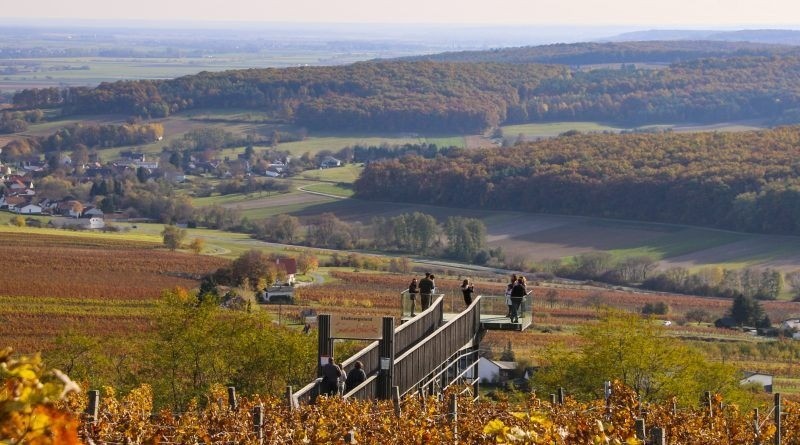Auf einem Hügel bietet eine Holzbrücke einen Panoramablick auf einen Weinberg im Herbst, auf dem mehrere Menschen stehen.