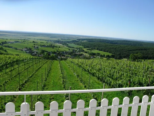 Eine landschaftliche Luftaufnahme eines Weinguts, die üppige grüne Felder, Reihen von Weinreben und eine malerische Landschaft mit entfernten Häusern und einem Wald zeigt.
