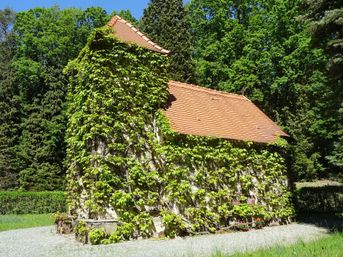 Cottage, Housing, Tree, Vine, Ivy, Vegetation, Conifer, Garden, Nature, Outdoors