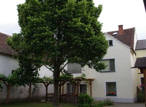 Ein weißes Haus mit braunen Dächern, umgeben von einem Garten mit einem großen Baum und einer Holzpergola. Es gibt Bänke unter der Pergola. Das Haus hat mehrere Fenster und einen Schornstein.