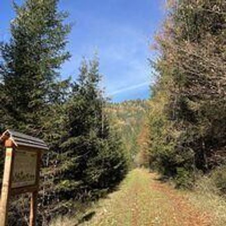 Ein Erdweg in einem bewaldeten Gebiet, mit hohen Bäumen auf beiden Seiten und einem kleinen Holzschild auf der linken Seite des Weges.