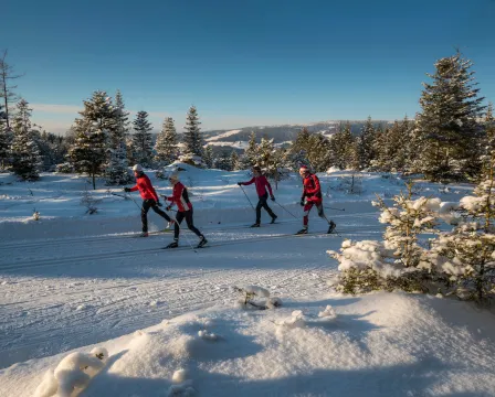 Vier Personen sind langlaufskifahren auf einem verschneiten Berg. Sie tragen rote Winterkleidung und Skistöcke. Der Schnee ist dick und bedeckt den Boden und die Bäume.