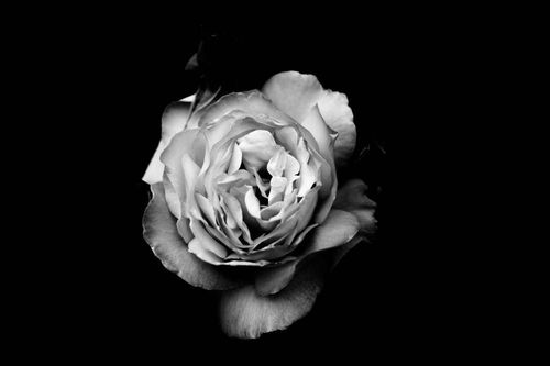 Ein Schwarz-Weiß-Bild einer einzelnen Rose vor schwarzem Hintergrund. Die Rose ist vollständig aufgeblüht, mit zarten Blütenblättern und einem markanten Zentrum.
