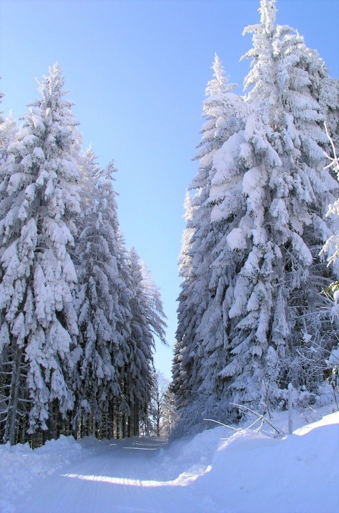 Schneebedeckte Tannen säumen einen Weg im Wald unter einem klaren blauen Himmel.