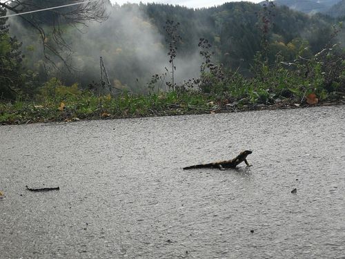 Eine nasse Straße in einer nebligen Landschaft mit einem Eidechsen und Grünpflanzen. Bäume und Berge sind im Hintergrund.