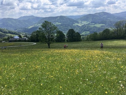 Ein weites Feld mit gelben Blumen unter einem bewölkten Himmel. Mehrere Menschen gehen herum, einer trägt einen Hut. Es gibt Bäume und Berge in der Ferne.
