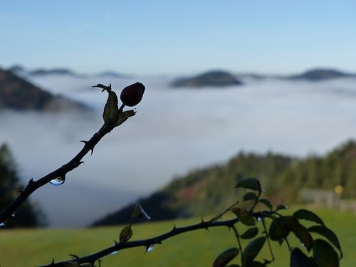 Nahaufnahme einer Rosenknospe auf einem Ast, mit einem nebligen Hintergrund, der entfernte Berge und ein grünes Feld zeigt.