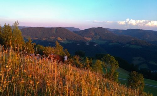 Ein Blick auf eine bergige Landschaft mit zwei Kühen, die im Vordergrund unter einem blauen Himmel grasen.