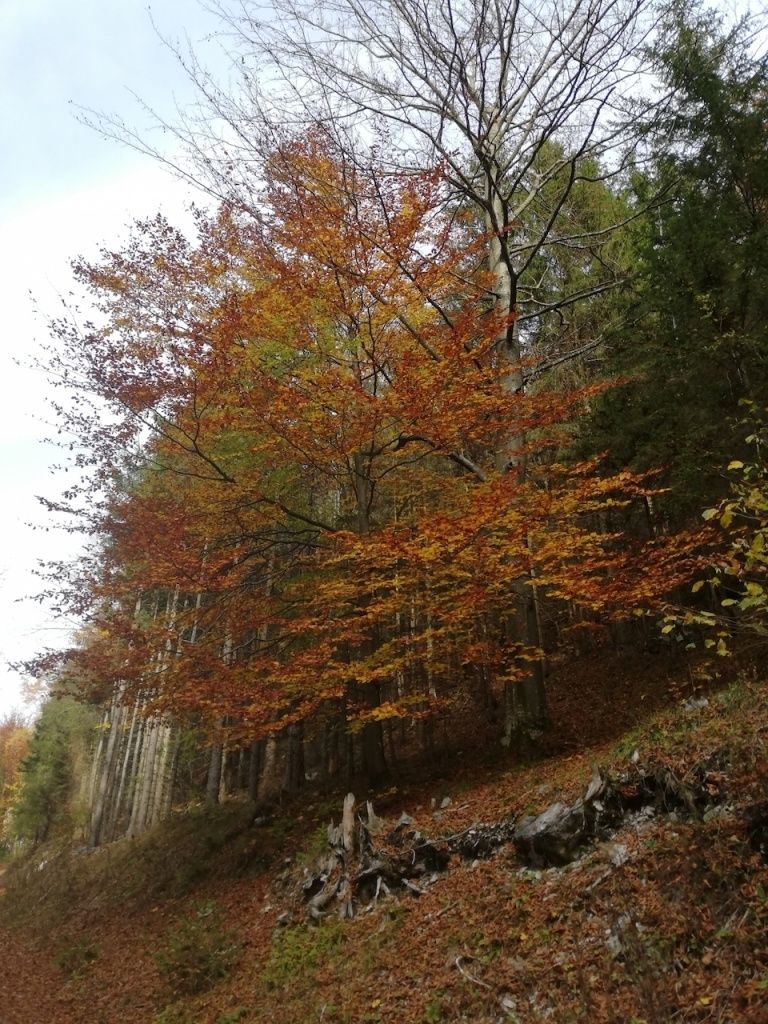 Herbstwald mit orangen und grünen Blättern an Bäumen an einem sonnigen Tag. Der Boden hat gefallene Blätter und Steine.