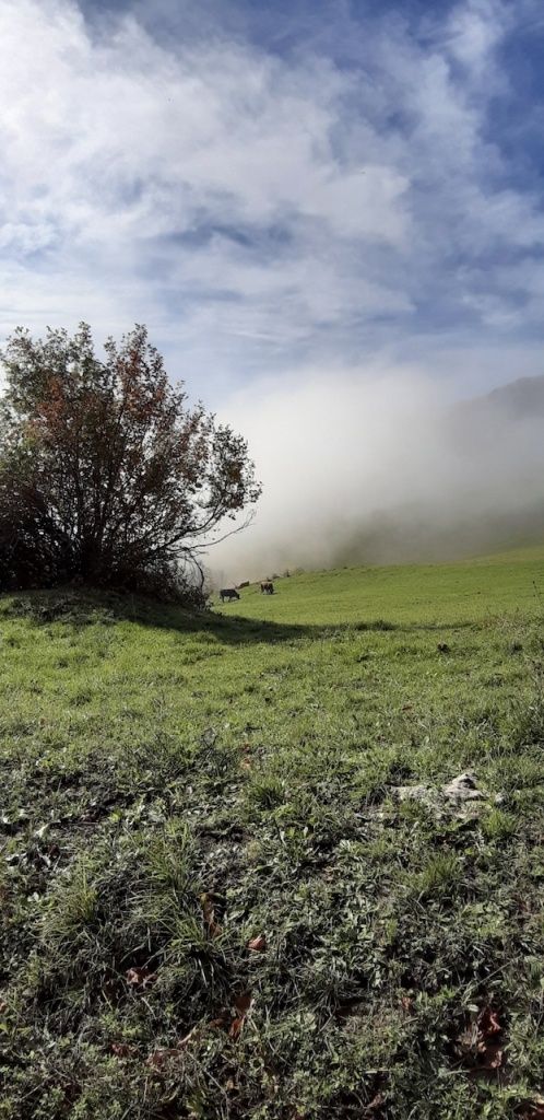 Ein nebeliger Morgen in einem üppigen grünen Feld mit einem Busch links und Kühen, die in der Ferne grasen.