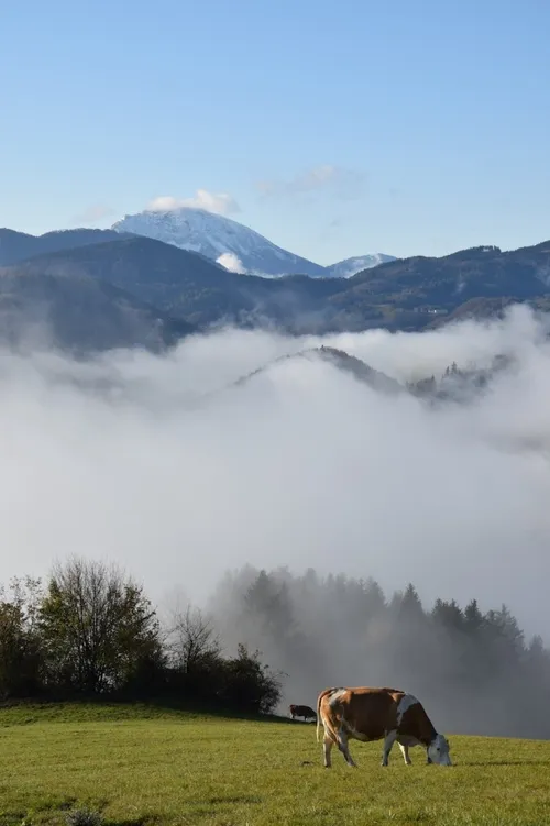 Im Hintergrund sind neblige Berge mit schneebedeckten Gipfeln zu sehen. Unten weidet eine Kuh auf einer grasigen Wiese mit Bäumen und Sträuchern.
