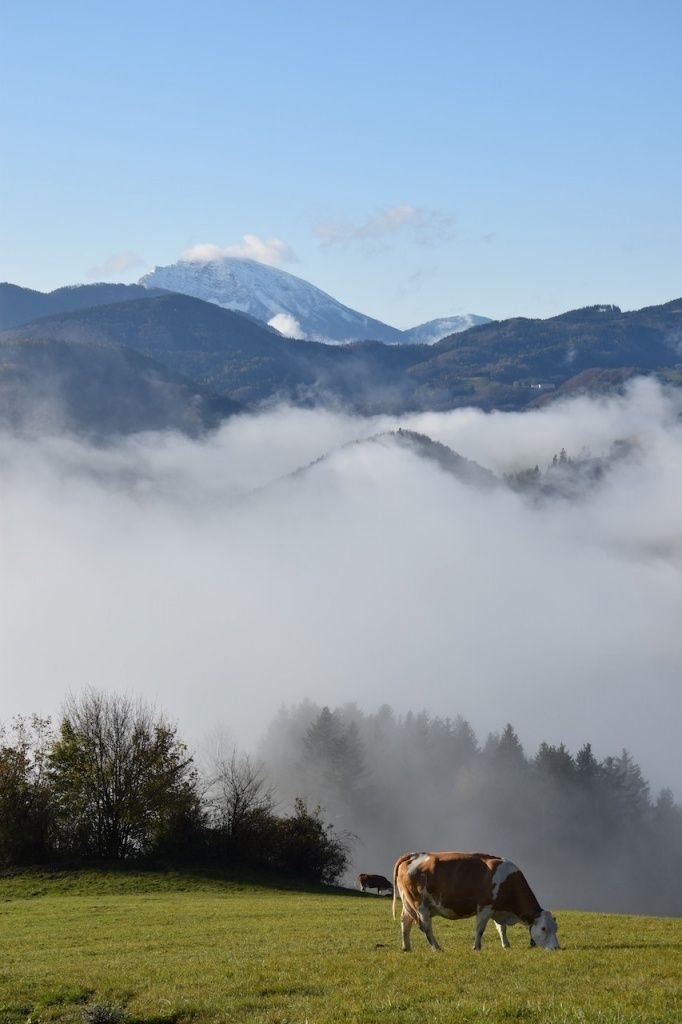 Im Hintergrund sind neblige Berge mit schneebedeckten Gipfeln zu sehen. Unten weidet eine Kuh auf einer grasigen Wiese mit Bäumen und Sträuchern.