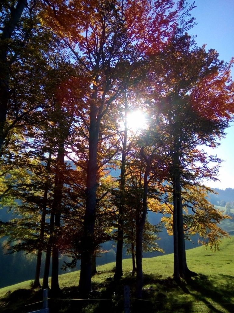 Ein sonniger Tag im Wald mit hohen Bäumen und grünem Gras. Das Sonnenlicht scheint durch die Blätter.