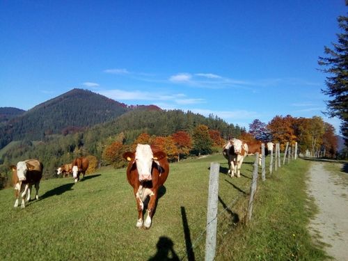 Eine Herde Kühe grast auf einer grünen Weide, mit einem Zaun und einem Berg im Hintergrund. Der Himmel ist blau.